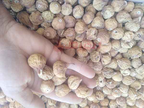انجیرهای بسیار مرغوب و با کیفیت در بازار خرید و فروش انجیر خشک، با نام های لوکس، سوپر لوکس، صد یک پرک و غیر پرک به فروش میرسند. قیمت انجیر صد یک از انجیرهای لوکس پایین تر است اما از انجیرهای گرید بندی شده بیشتر میباشد. انجیرهای فوق لوکس یا سوپر لوکس به انجیرهای درشت یک باغ با قطر 24 تا 28 میلیمتر گف ...